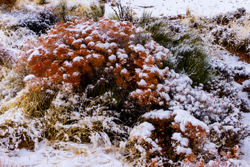 Colorful Snow
