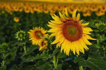 lighted sunflower on a background of sunflowers