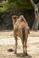 Animals in Aitana Safari park in Alicante, Comunidad Valenciana, Spain.