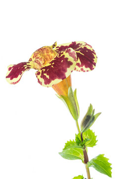 fiore di mimulus su fondo bianco