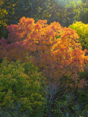 Colors of autumn