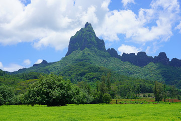 Green landscape view on the island of Moorea near Tahiti in French Polynesia, South Pacific
