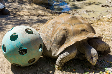 Tortoise Playtime
