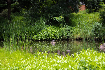 flowers in the garden