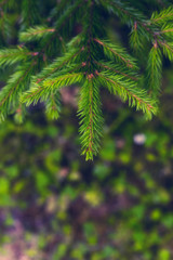 Bright green spruce tree branch on blurry background. Vertical natural forest background for Christmas and New Year design