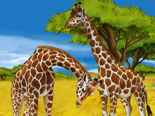 Obraz premium cartoon safari scene with giraffes family eating on the meadow - illustration for children