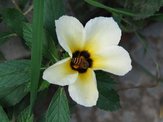 Close up of tiny big Bees on Damiana white yellow flower feed nectar and pollen flowers in windy day, Fly and move on at the garden meadow blossom and bloom. Macro selective focus pollination collect.