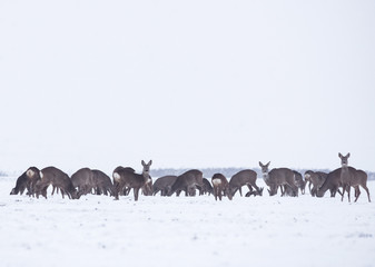 Group of delicate wild deer in winter landscape, on the field outside the forest