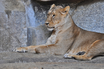 An asiatic lioness [Panthera leo persica] laying on the ground in a Zoo 