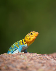 Eastern Collared Lizard ... this is a wild, natural lizard, not a pet