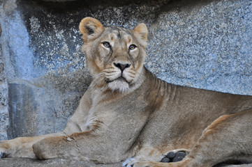 Obraz premium An asiatic lioness [Panthera leo persica] laying on the ground in a Zoo 