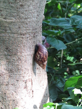 Big brown rice field Snail or siput bekicot sawah or land slugs with white spots shell crawling stick on branch tree back isolated on leaves background. Giant African land or Achatina fulica walk. Edi