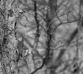 Bird looking for food