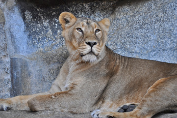 An asiatic lioness [Panthera leo persica] laying on the ground in a Zoo 