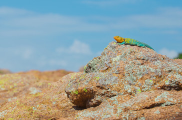 Collared Lizard in the wild, atop a large rock in classic reptile habitat