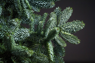 Close-up of fir or Abies Nobilis branches on a dark backdrop, Christmas or New Year concept