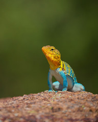 Eastern Collared Lizard ... this is a wild, natural lizard, not a pet