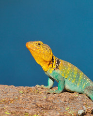 Collared Lizard - a particularly colorful male photographed in the wild, during the breeding season ... the blue background is a lake adjacent to his habitat