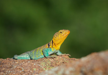 Eastern Collared Lizard ... this is a wild, natural lizard, not a pet