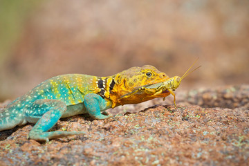 Naklejka na ściany i meble Collared Lizard with freshly captured prey - a Grasshopper ... photographed in the wild