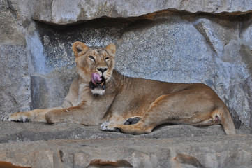 Obraz na płótnie Canvas An asiatic lioness [Panthera leo persica] laying on the ground in a Zoo 