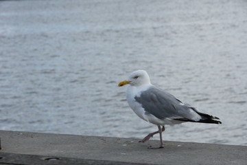 bird in Copenhagen near Kronborg Castle  
