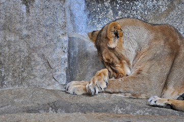 Naklejka premium An asiatic lioness [Panthera leo persica] laying on the ground in a Zoo 