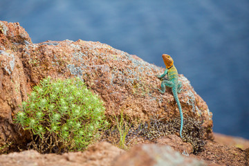 Eastern Collared Lizard ... this is a wild, natural lizard, not a pet