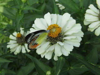 Obraz premium Close up view of a colorful butterfly on white daisy kenikir feed nectar pollen flowers in windy day flapping wings isolated on green leaves plant background. Macro selective focus pollination collect