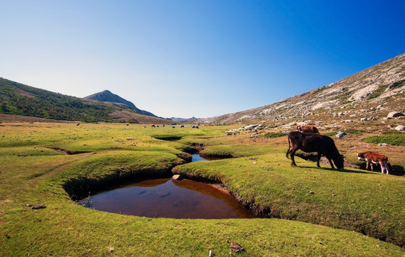 Mucche al pascolo al Lago di Nino - Corsica