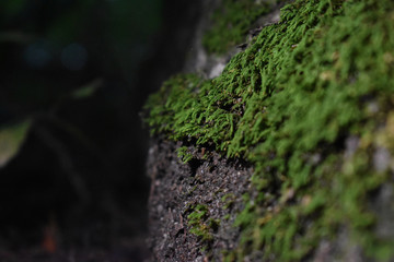 Moss
