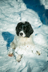 dog ,hunting breed ,playing in the street,the white snow in the winter