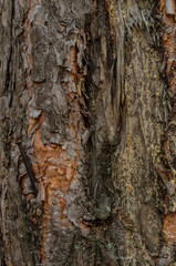 bark of a tree