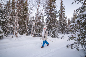 The concept of Scandinavian walking. Elderly woman in the winter forest goes Scandinavian walking among the spruces.