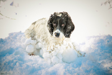 dog ,hunting breed ,playing in the street,the white snow in the winter