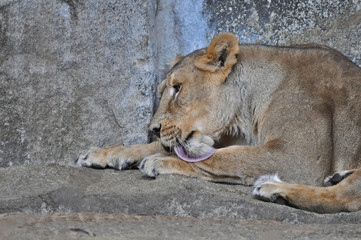 An asiatic lioness [Panthera leo persica] laying on the ground in a Zoo 