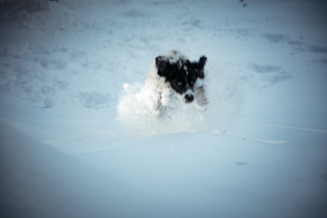 dog ,hunting breed ,playing in the street,the white snow in the winter