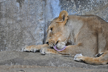 An asiatic lioness [Panthera leo persica] laying on the ground in a Zoo 