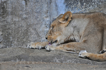 An asiatic lioness [Panthera leo persica] laying on the ground in a Zoo 