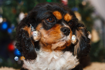 Cavalier King Charles Spaniel christmas