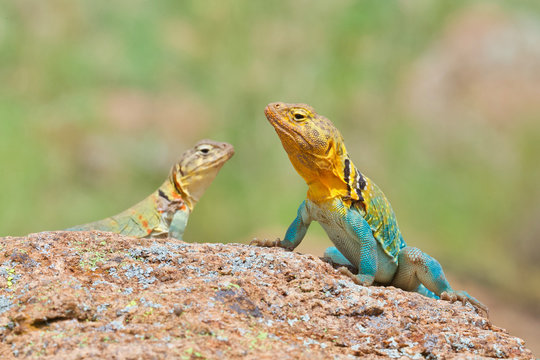 male and female Collared Lizards photographed in situ in the wild