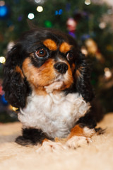 Cavalier King Charles Spaniel christmas