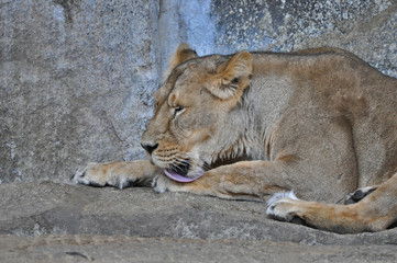 An asiatic lioness [Panthera leo persica] laying on the ground in a Zoo 