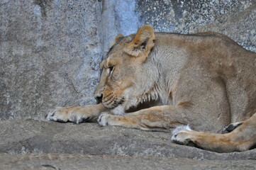 An asiatic lioness [Panthera leo persica] laying on the ground in a Zoo 