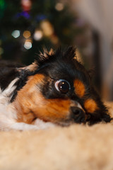 Cavalier King Charles Spaniel christmas