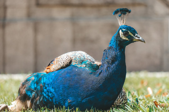 Photo of a blue wild peacock