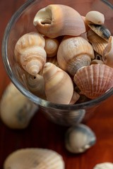 Sea shells. Glass cup overflowing with shells of various sizes and shapes.