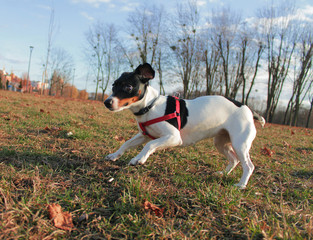 Frightened dog Jack Russell Terrier with black and white color on the grass with fallen autumn leaves jumping.