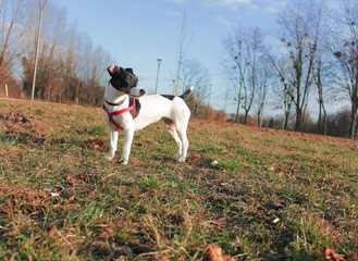 Dog Jack Russell Terrier with black and white color on the grass sniffing autumn leaves looks into the distance. Profile.