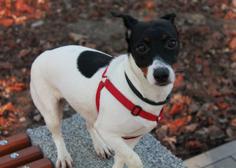 Dog Jack Russell Terrier with a black and white color on a concrete surface looks compassionately.